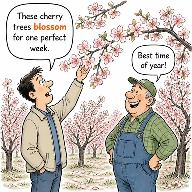 blossom karikatür